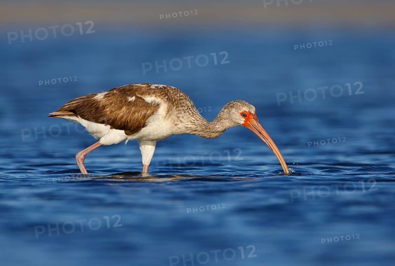 American White Ibis (Eudocimus albus) young foraging, Florida, USA