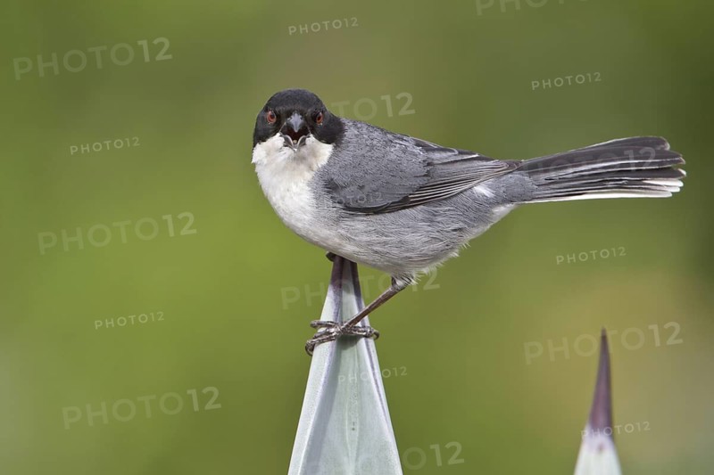 Black-capped Warbling-Finch (Poospiza melanoleuca) perched on a branch in Bolivia, South America