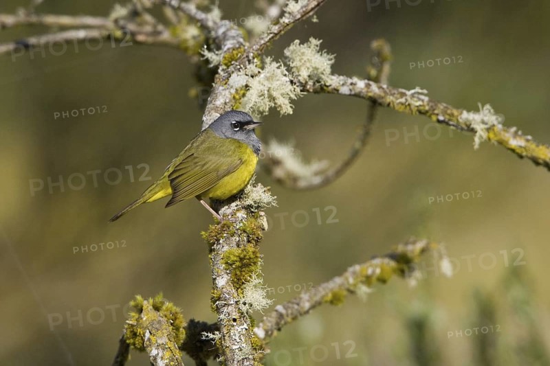 MacGillivray's Warbler (Geothlypis tolmiei), British Columbia, Canada