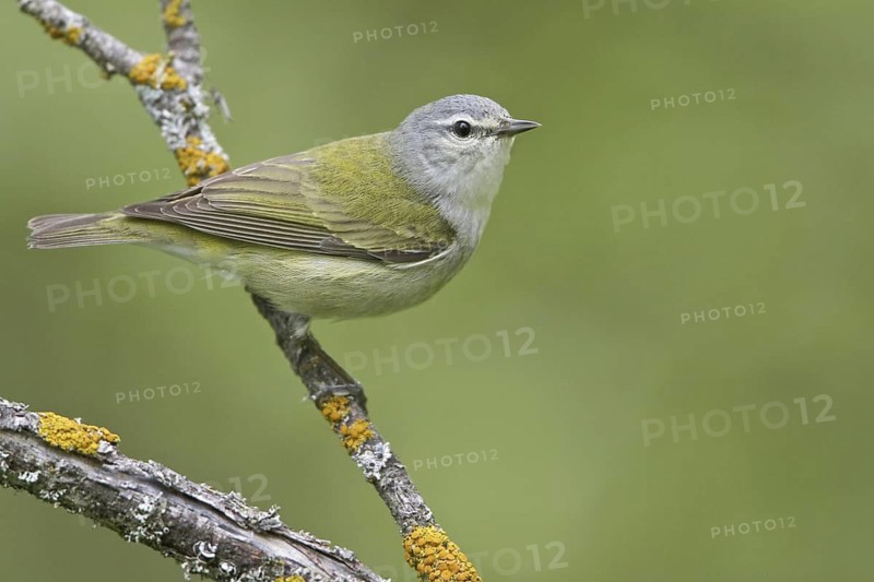 Tennessee Warbler (Leiothlypis peregrina), Manitoba, Canada