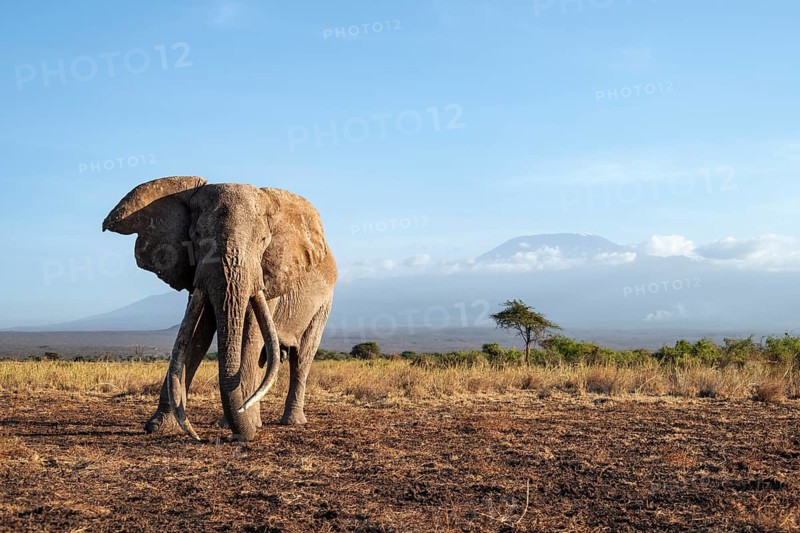 African elephant (Loxodonta africana) in picturesque landscape with the summit of Mount Kilimanjaro, the famous Super Tusker elephant Craig, old male with long tusks, in the evening light, Kajiado County, Kenya