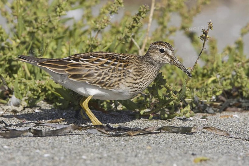 Pectoral Sandpiper (Calidris melanotos), British Columbia, Canada