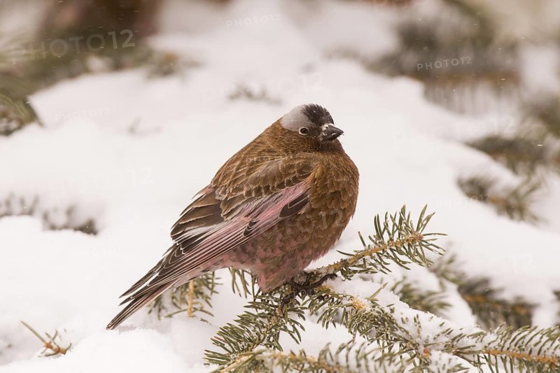 Grey-crowned Rosy Finch (Leucosticte tephrocotis), California, USA