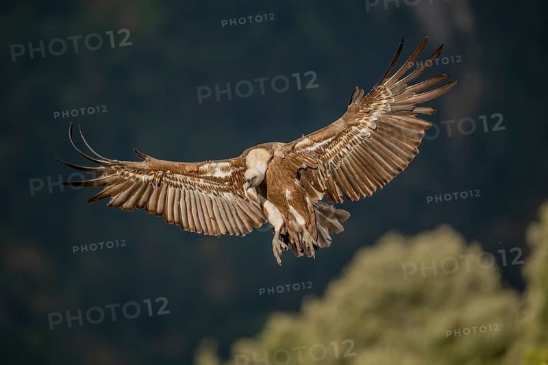 Griffon vulture (Gyps fulvus), approaching, Pyrenees, Spain
