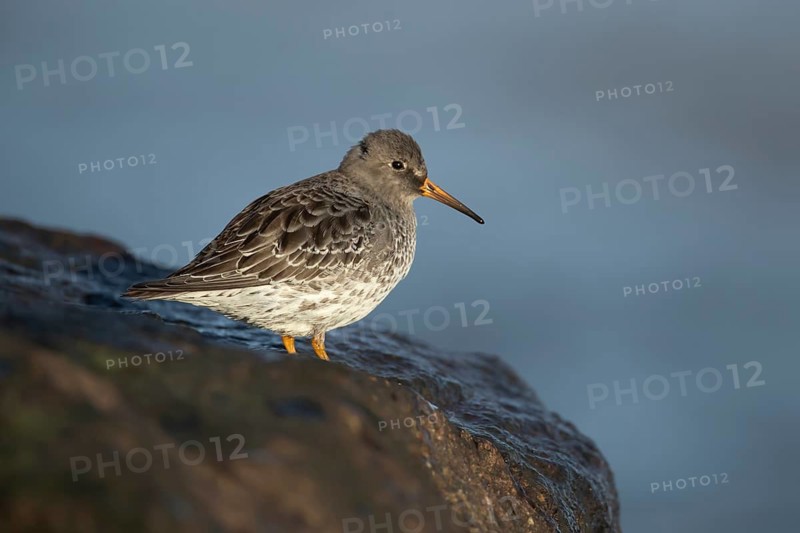 Purple sandpiper (Calidris maritima) adult wading bird in winter plumage on coastal rocks, Suffolk, England, United Kingdom