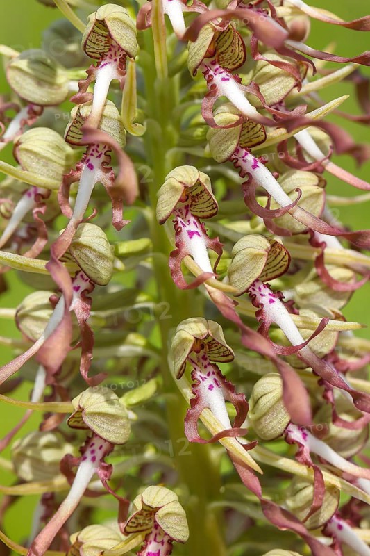 Goat's tongue (Himantoglossum hircinum), with open white-purple flowers, orchids, orchid, orchid plant, nature photography, Koppelstein nature reserve, Lahnstein, Rhineland-Palatinate, Germany