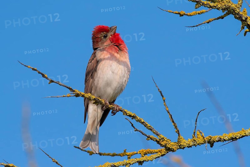 Common Rosefinch (Carpodacus erythrinus) male, Mecklenburg-Western Pomerania, Germany