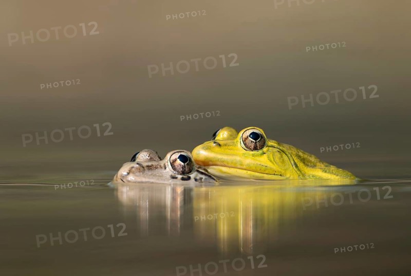 Male and female Indian bullfrog (Hoplobatrachus tigerinus) in a pond, sreepur, Gazipur, bangladesh