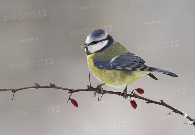 Eurasian Blue Tit (Cyanistes caeruleus), Mecklenburg-Western Pomerania, Germany