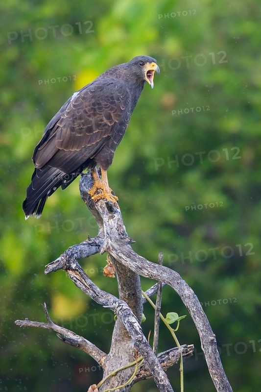 Cuban Black Hawk (Buteogallus gundlachii) perched on a branch in Cuba