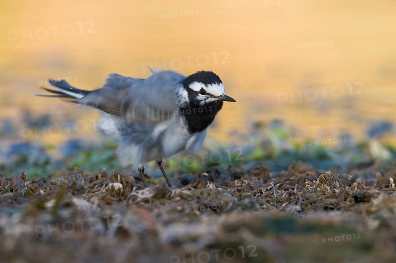 Moroccon Wagtail - Bachstelze - Motacilla alba ssp. subpersonata, Morocco