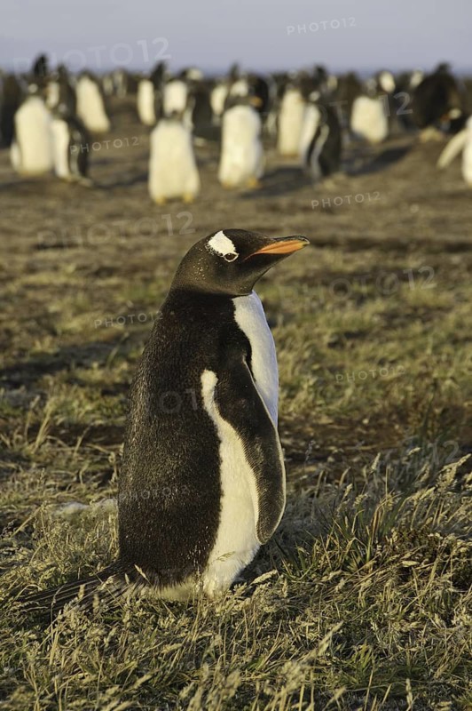 Gentoo Penguin (Pygoscelis papua), Falkland Islands