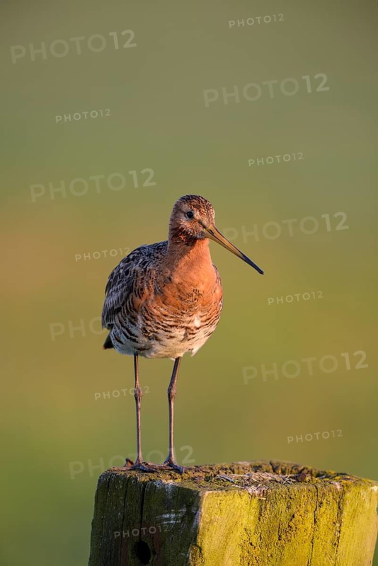 Uferschnepfe (Limosa limosa), Black-tailed Godwit, Altvogel auf Sitzwarte, im Morgenlicht, Mai, Nijkerk, Gelderland, Niederlande