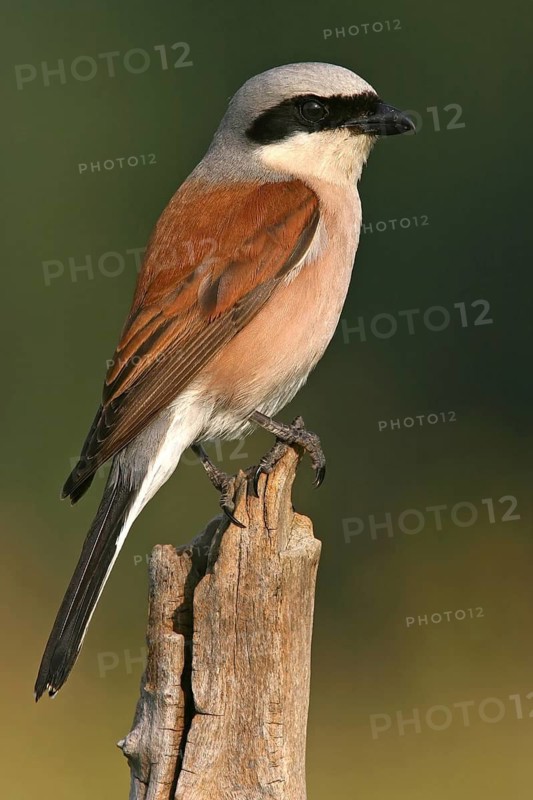 Red-backed shrike (Lanius collurio), Pie-griËche Ècorcheur, AlcaudÛn Dorsirrojo, Spider, spider, Kreis Bad Dürkheim, Hockenheim, Baden-W¸rttemberg, Germany