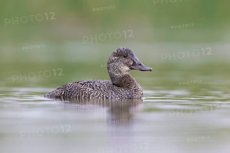 Blue-billed Duck (Oxyura australis) female, Victoria, Australia