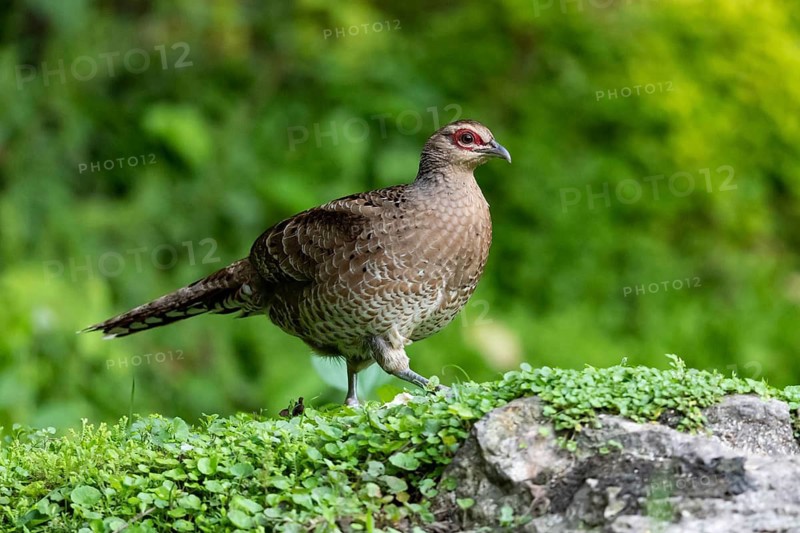 Mrs. Hume's Pheasant (Syrmaticus humiae) female perched on the ground, Yunnan, China