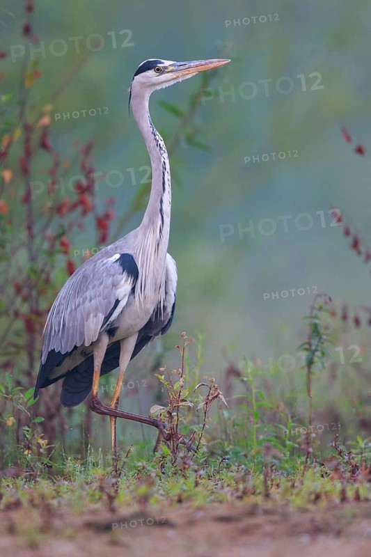 Grey Heron (Ardea cinerea), North Rhine-Westphalia, Germany