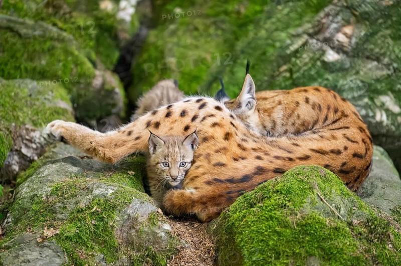 Eurasian lynx (Lynx lynx) mother with her youngsters (cubs) lying on a rock in a forest, Bavaria, Germany