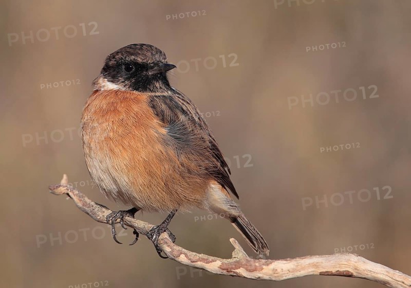 European Stonechat (Saxicola rubicola) male, Alcoutim, Portugal
