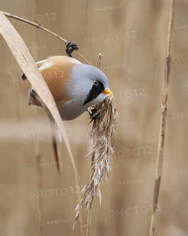 Bearded Reedling (Panurus biarmicus) male, Mecklenburg-Western Pomerania, Germany