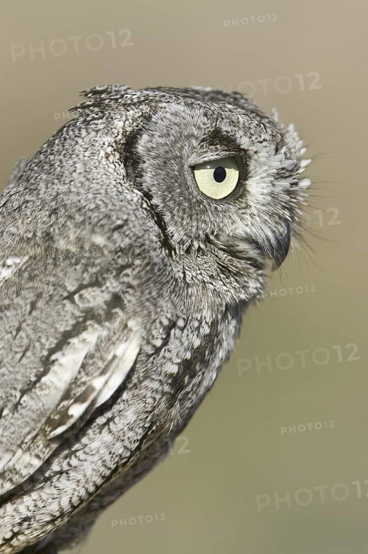Western Screech Owl (Megascops kennicottii), Arizona, USA