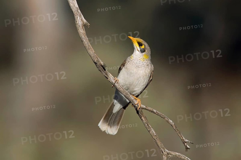 Yellow-throated Miner (Manorina flavigula), Victoria, Australia