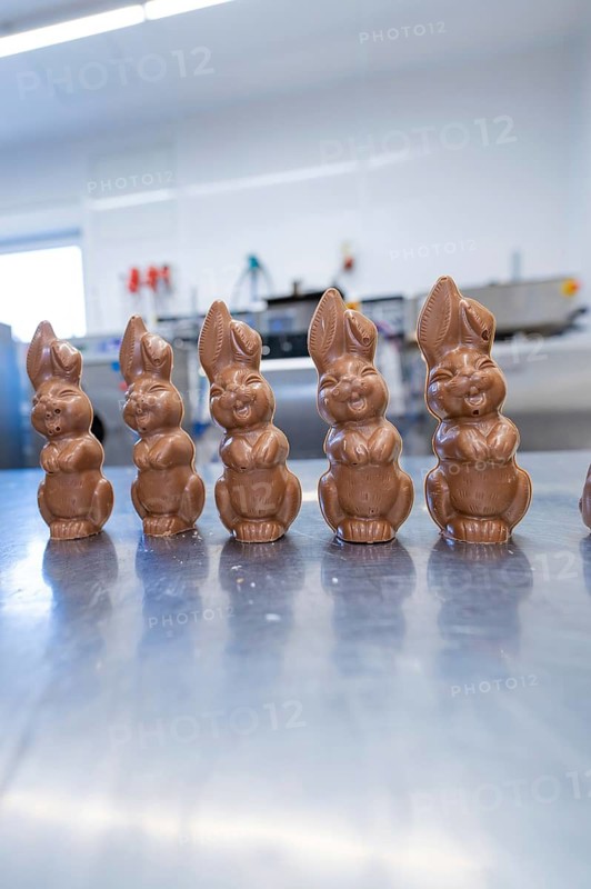 Row of chocolate bunnies on a metal table in a kitchen, Easter baking and chocolate moulding at Haselstaller Hof, Gechingen, Black Forest, Germany