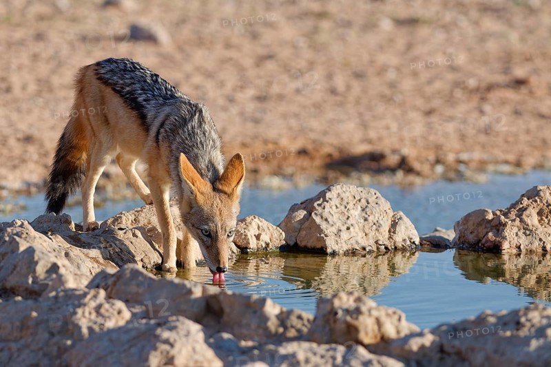 Black-backed jackal (Lupulella mesomelas), adult animal, drinking at a waterhole, facing camera, Kgalagadi Transfrontier Park, Northern Cape, South Africa