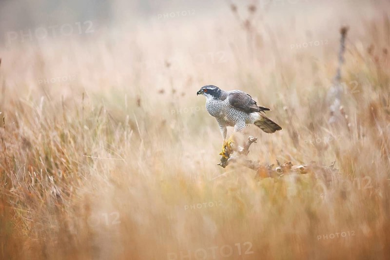 A striking female goshawk stands poised in the misty grasslands of Guadalajara, captured during a foggy day