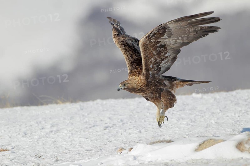 Steinadler; lat. Aquila chrysaetos; Altvogel; adult; fliegt von einem Schneehang auf; Balkangebirge in Bulgarien