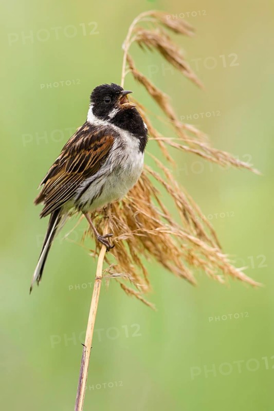 Common Reed Bunting (Emberiza schoeniclus) male singing, perched on a reed stalk, Poland