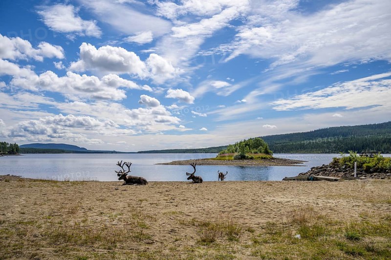 Panoramic view of reindeer (Rangifer tarandus) on the lakeshore with a small island and wide sky, Lofsdalen, Jämtlands län, Sweden
