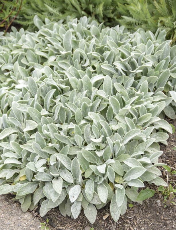 Carpet-wool-zest (Stachys byzantina 'Silver Carpet'), University of Agricultural Sciences, Alnarp, Skane län, Sweden