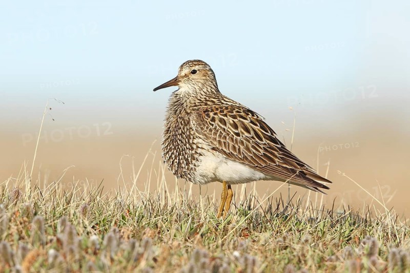Pectoral Sandpiper (Calidris melanotos) male, Alaska, USA