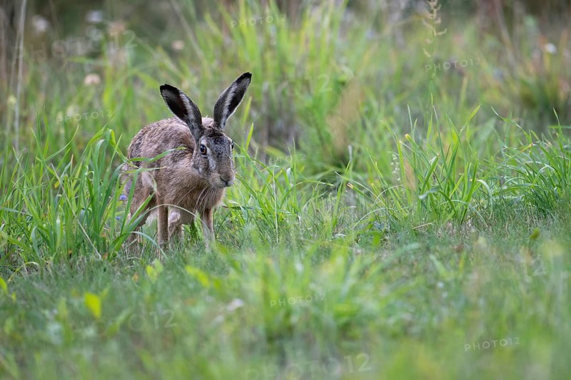European hare (Lepus europaeus) in a forest clearing, Tyrol, Austria