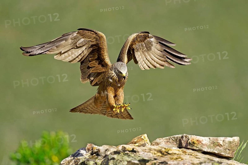 Black Kite (Milvus migrans), approach, Extremadura, Spain