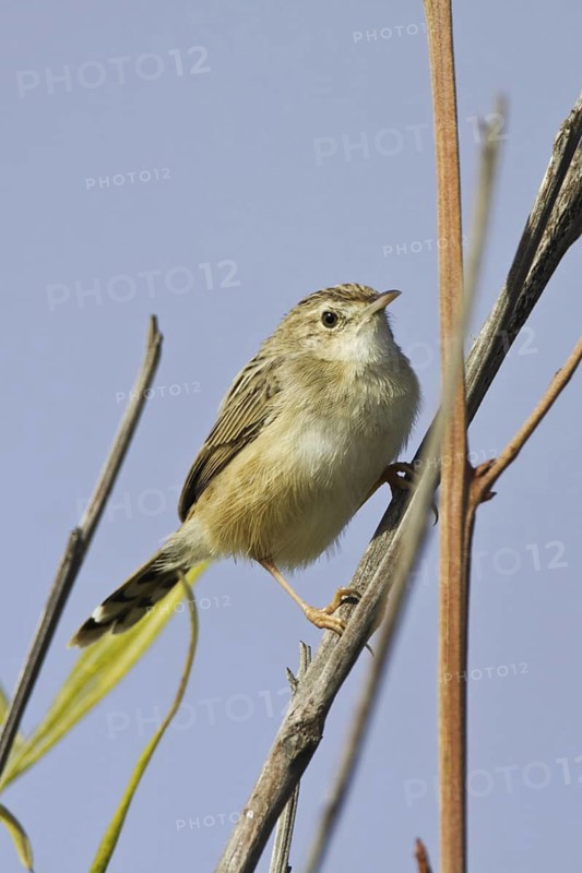 Madagascan Cisticola (Cisticola cherina), Isalo, Madagascar