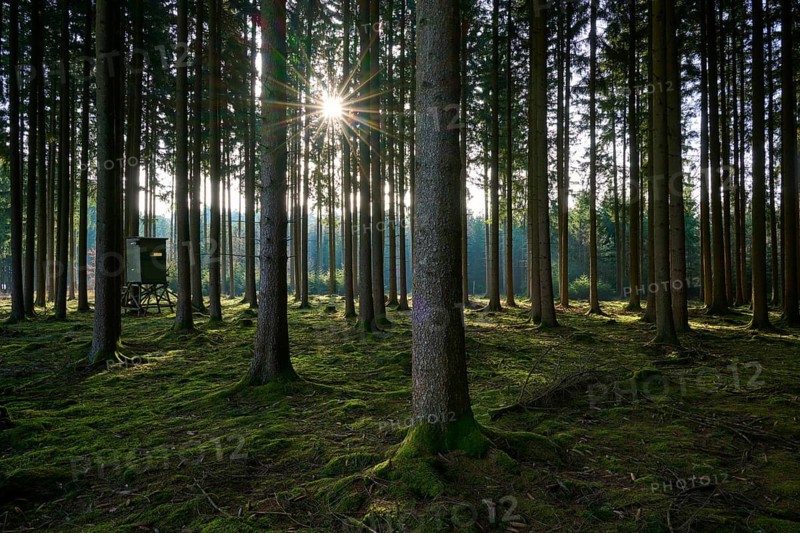Forest scene with a raised chair under tall trees, sunlight breaking through the canopy and illuminating the ground, Mudau, Odenwald, Baden-Württemberg, Germany