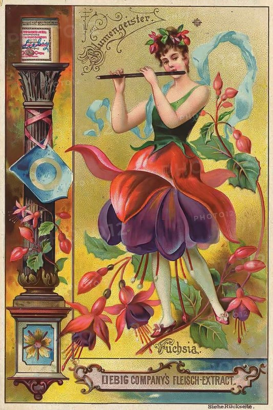 Picture series Flower spirits, Woman with fuchsia, Liebig picture, digitally restored reproduction of a collector's picture from ca 1900, public domain, exact date unknown, A woman with a fuchsia dress plays the flute in vintage style