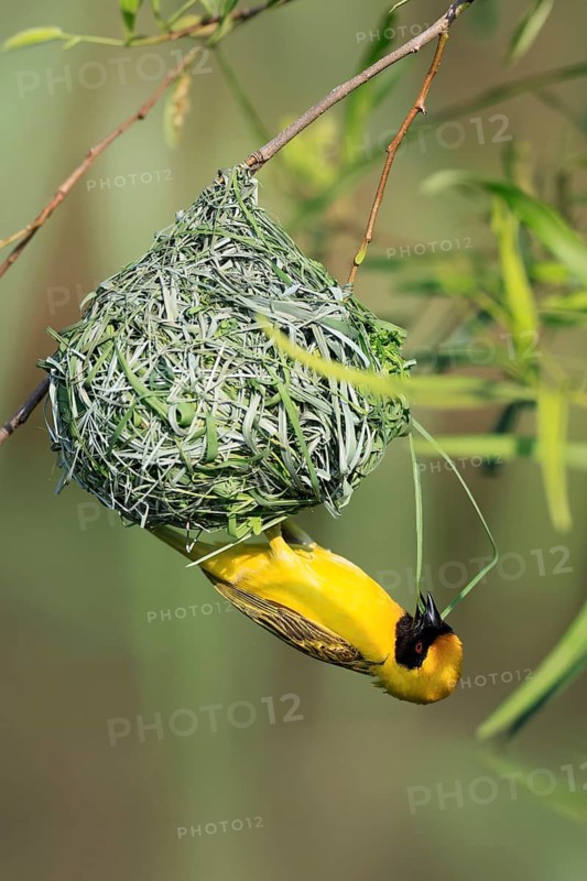 Masked weaver (Ploceus velatus), adult, male, at the nest, weaving, nest building, Pilanesberg National Park, North West Province, South Africa