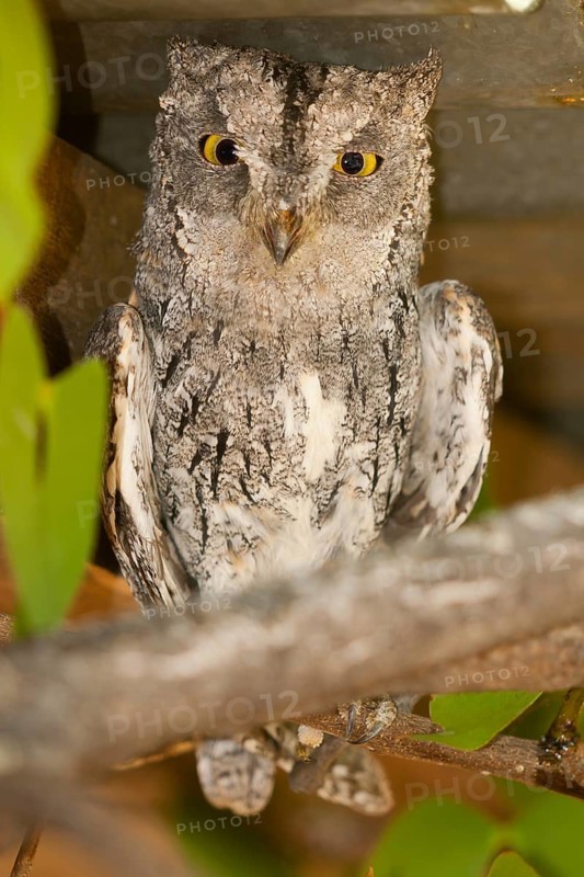 African Scops Owl (Otus senegalensis), Namibia