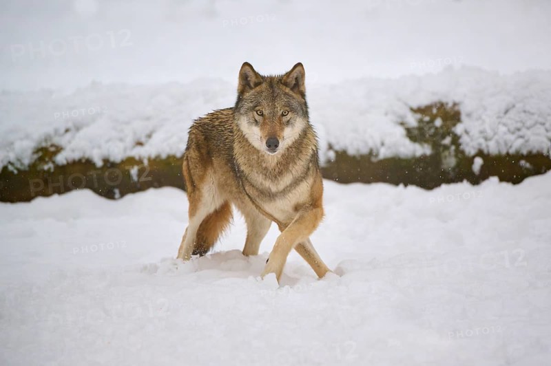 A wolf looks curiously in the snowy forest, Winter, Wolf (Canis lupus), Germany