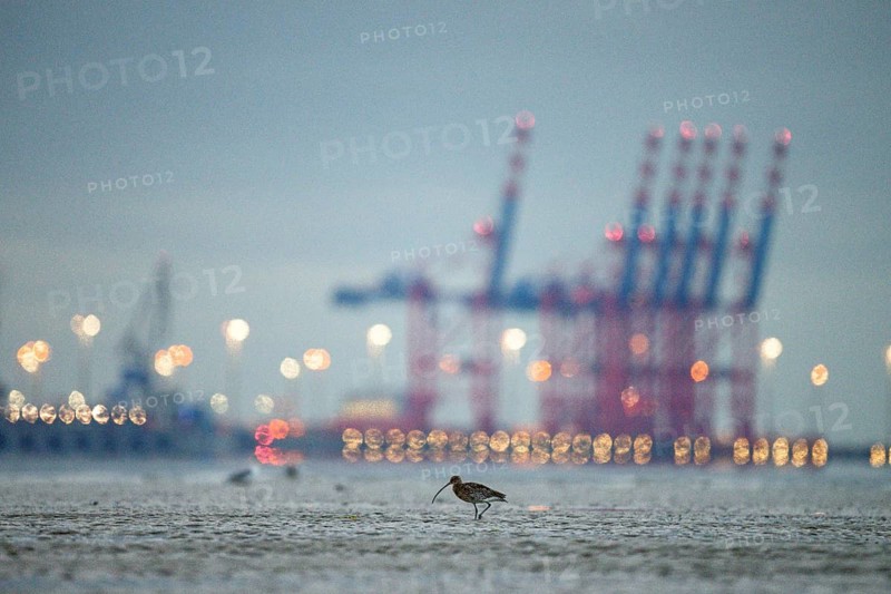 A Eurasian curlew (Numenius arquata) looking for food in the mudflats at low tide in front of the container bridges of the Jade -Weser port with blurred harbour lights at night, with bokeh effect, Eckwarderhörne, Jade Bay, Lower Saxony, Germany