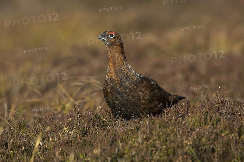 Red Grouse (Lagopus lagopus scotica), Yorkshire, United Kingdom