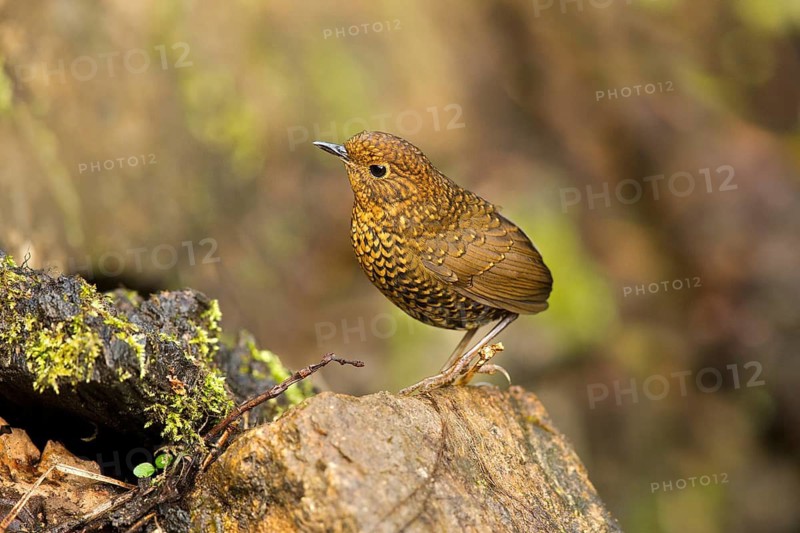 Pygmy Wren-babbler (Pnoepyga pusilla), Yunnan, China