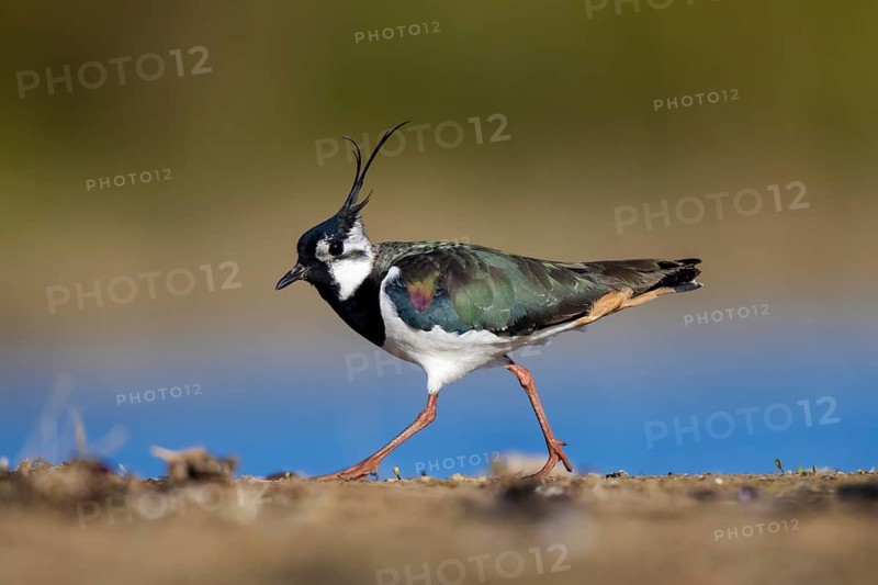 Northern Lapwing (Vanellus vanellus) male, North Rhine-Westphalia, Germany