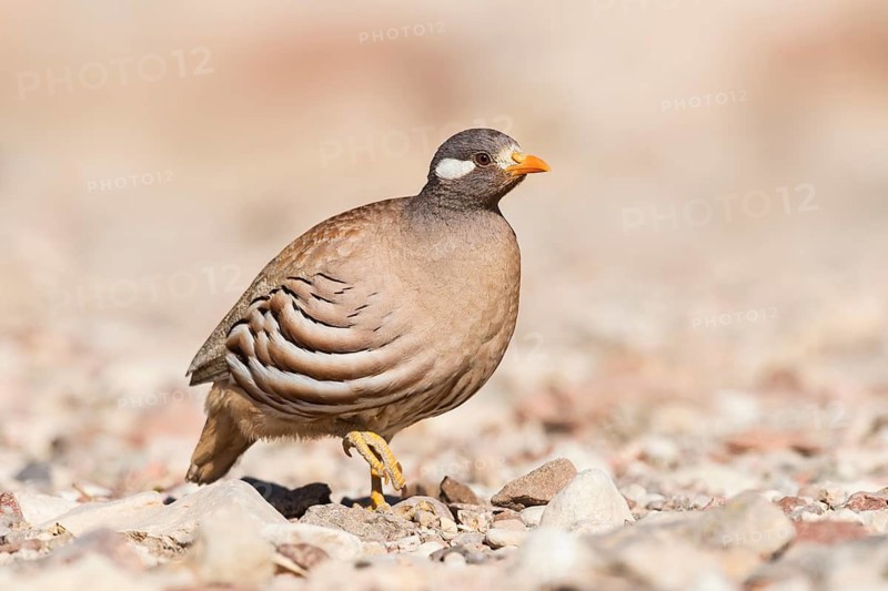 Sand Partridge (Ammoperdix heyi) male, Eilat, Israel