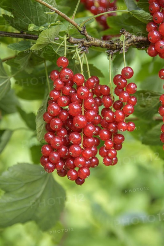 Ribes rubrum 'Heinemann's Rote Spätlese', Grüne Aue 7, Naundorf, Saxony, Germany