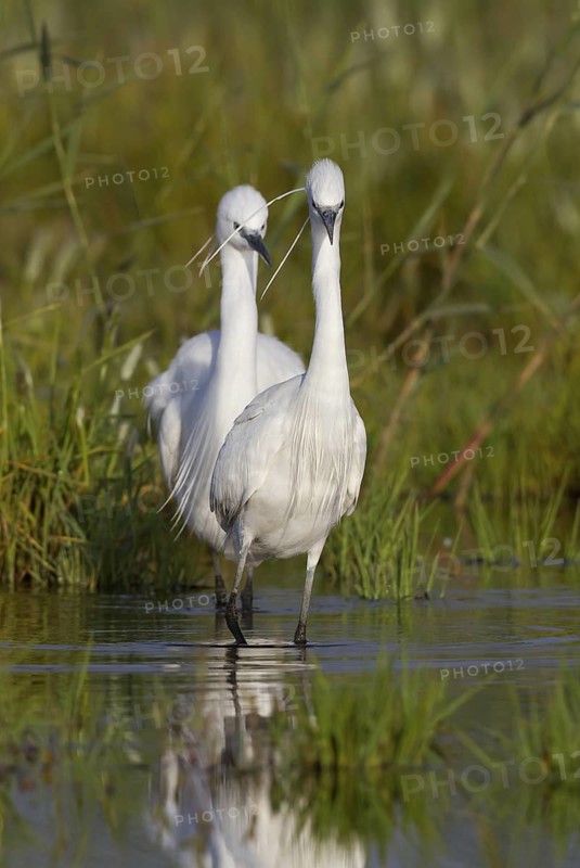 Little Egret (Egretta garzetta), Cyprus