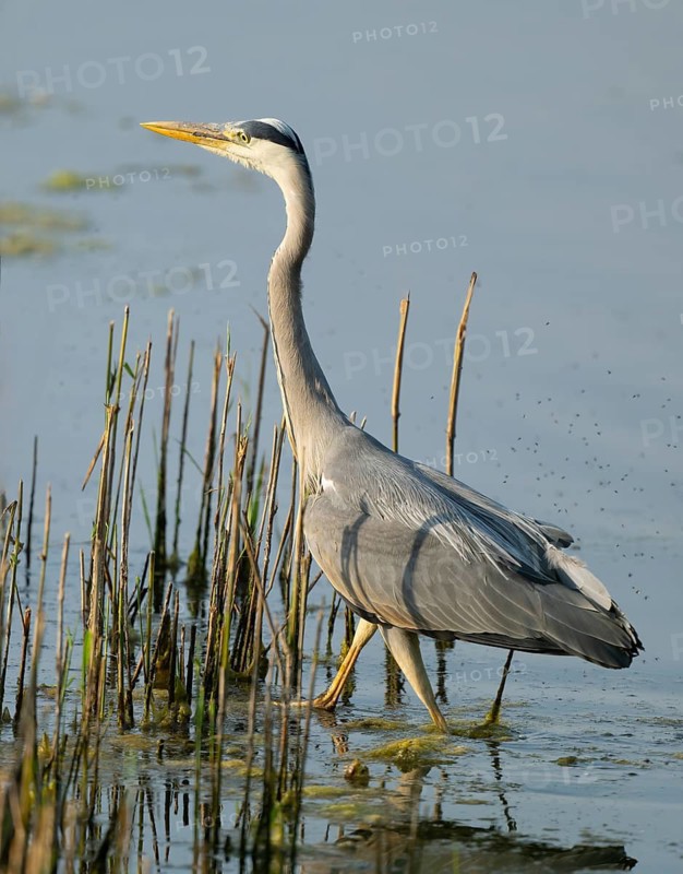 Grey heron (Ardea cinerea) foraging in the shallow water zone of a lake, Lower Saxony, Germany